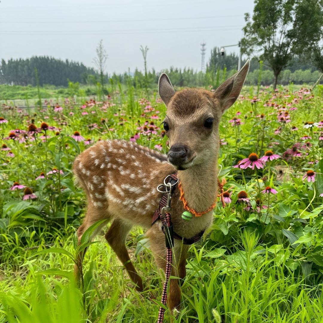 于 小 护(淄博梅花鹿养殖)
