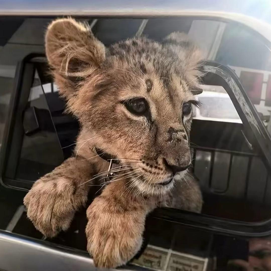 色字头上一把刀