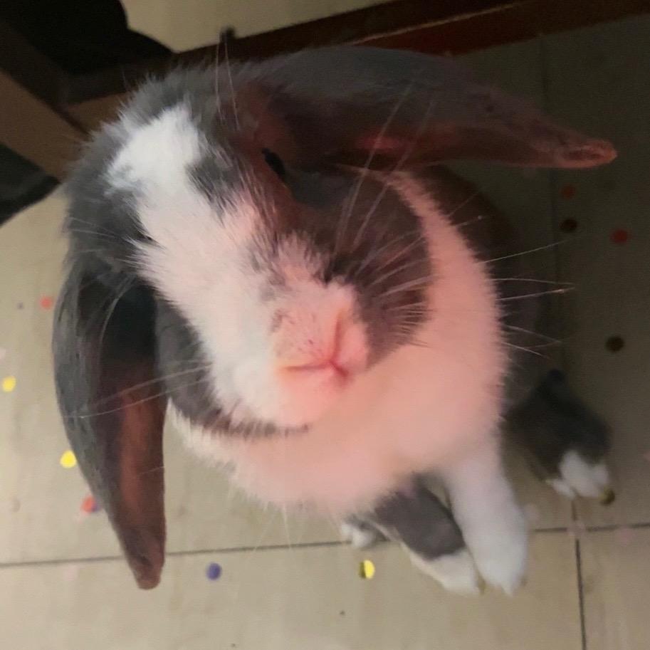 有针