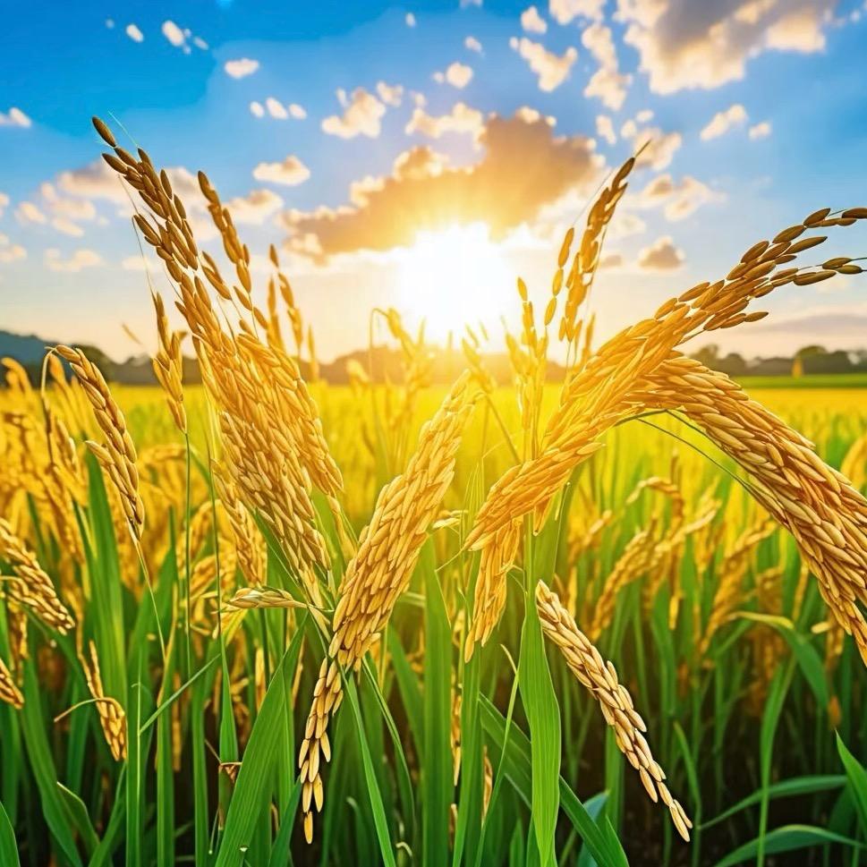 裕谷乡五常大米