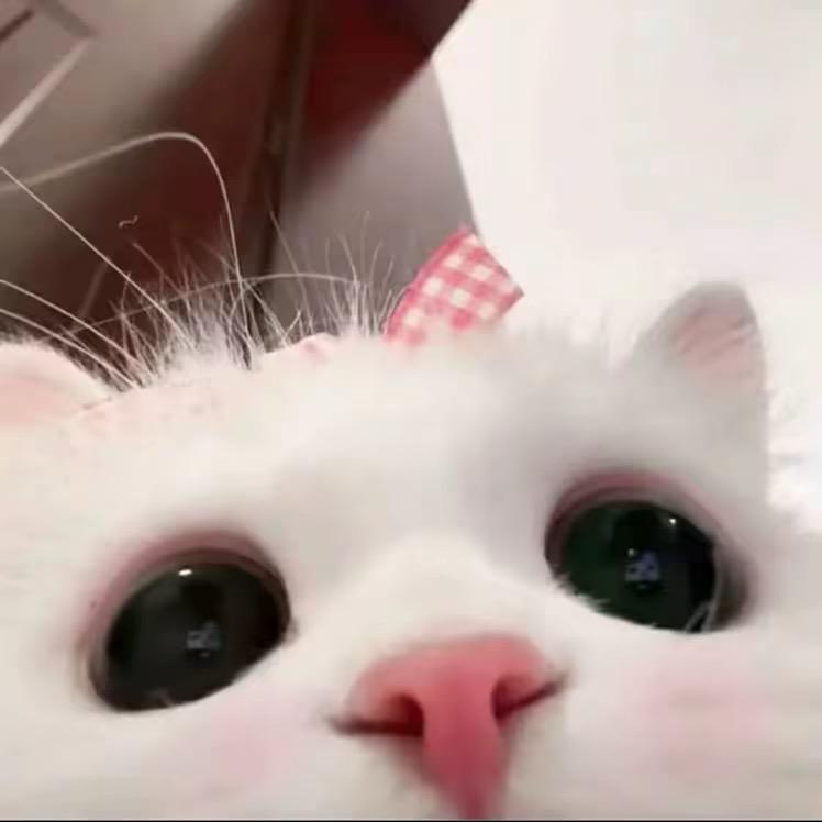 ㅤ  ㅤㅤㅤㅤ