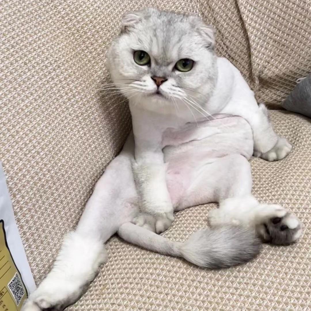 苏御丶