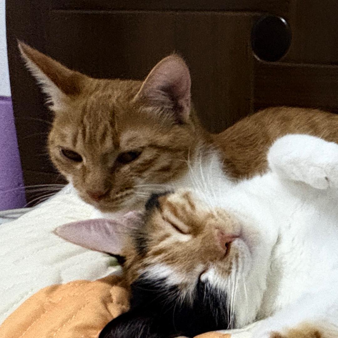 猫猫大王
