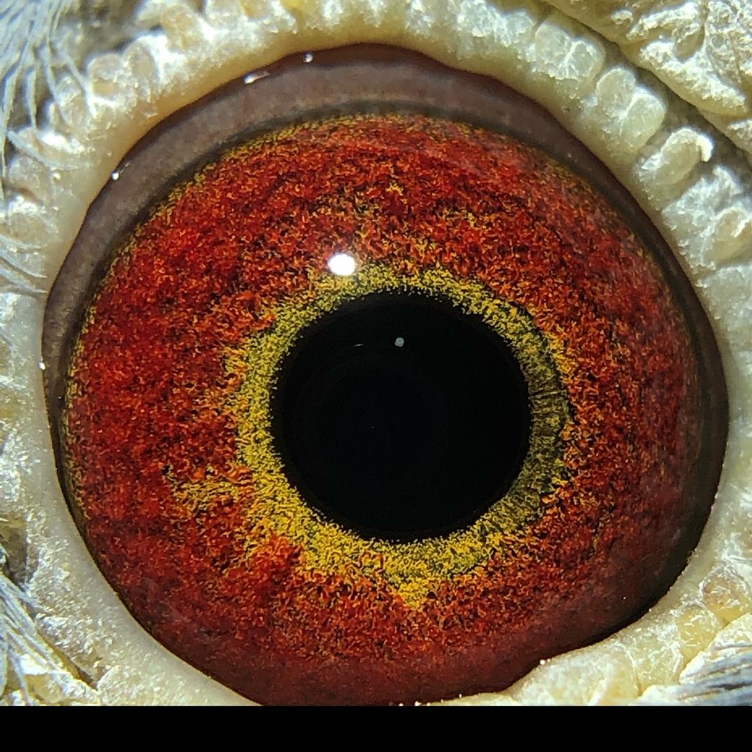 铭鸽用品大全信鸽鸽店。