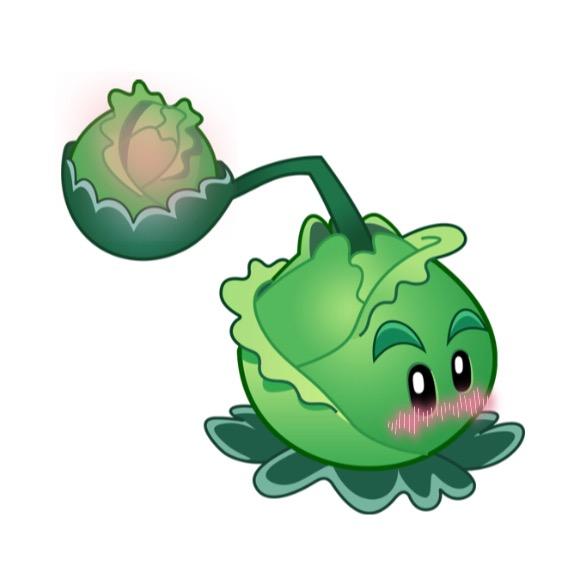 小卷🥬