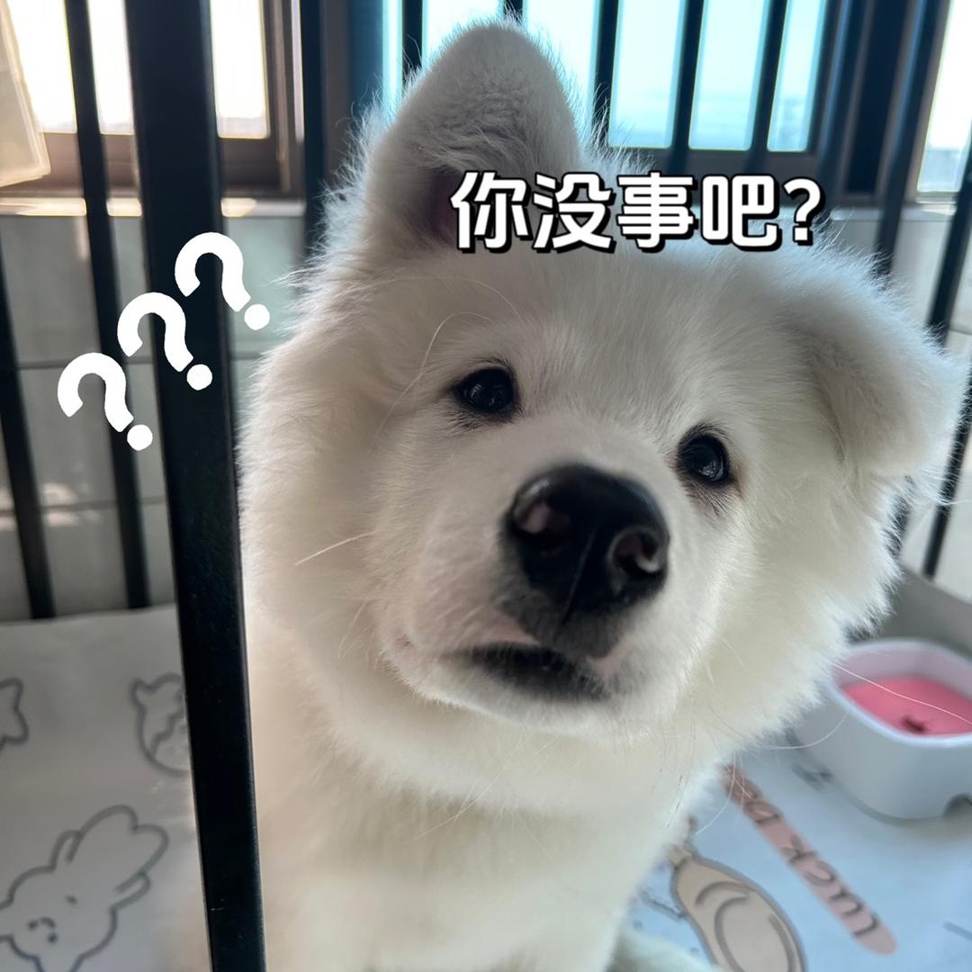 泡泡日记