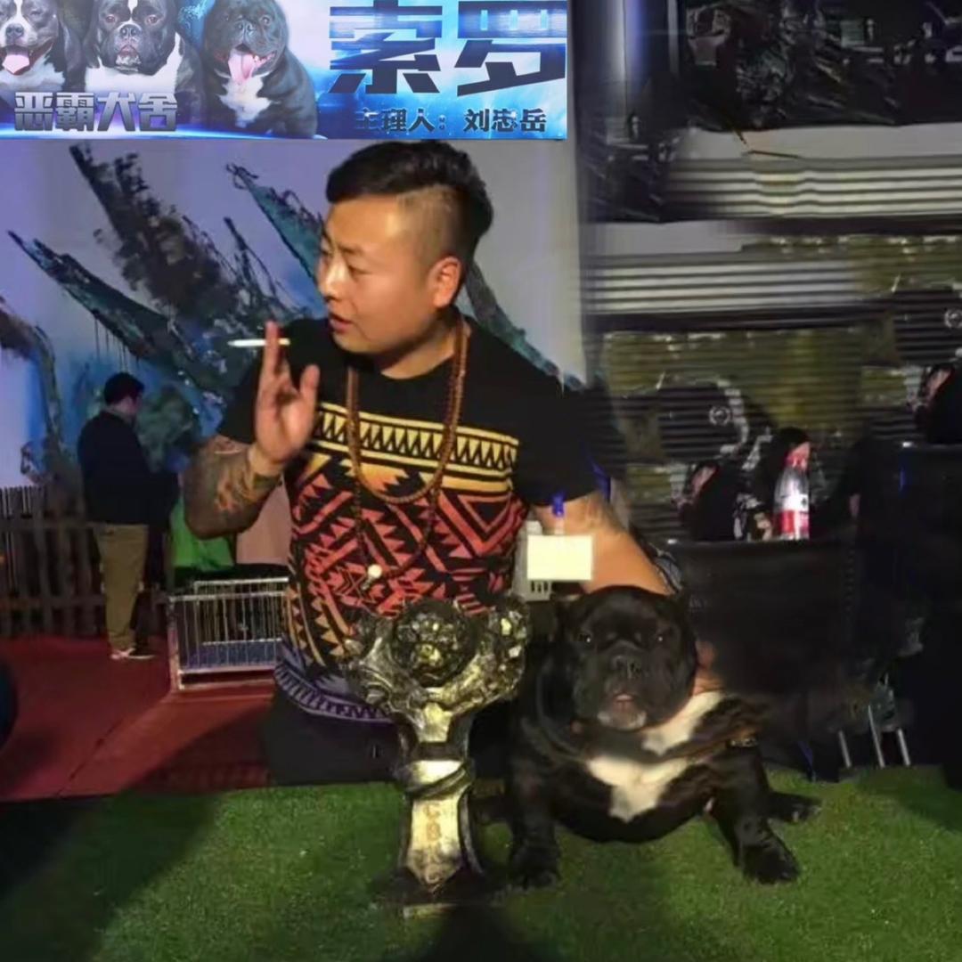 🇨🇳天津索罗恶霸犬繁育基地