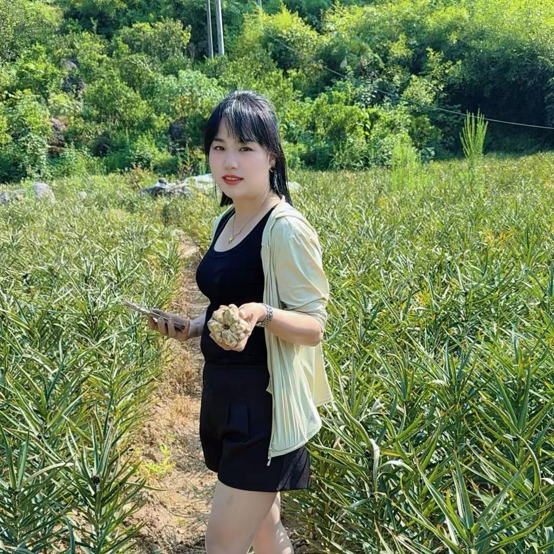 @华姐中药材：种植：百合