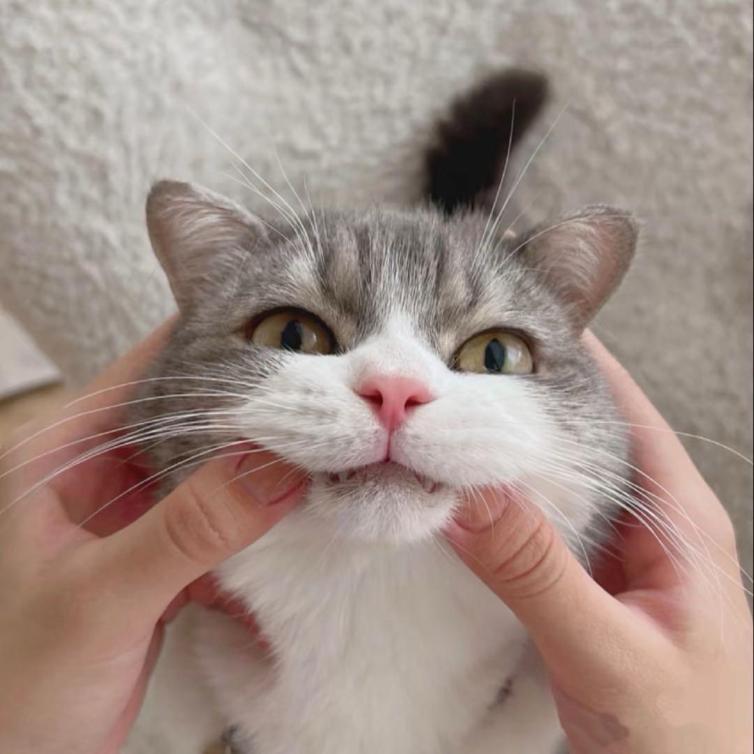 麦芬