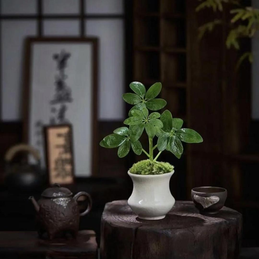 知青绿植园艺