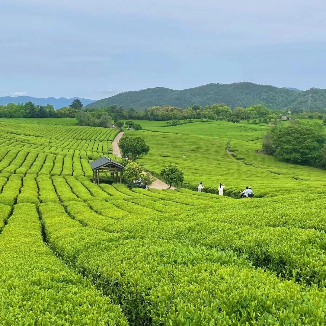 茗中情园