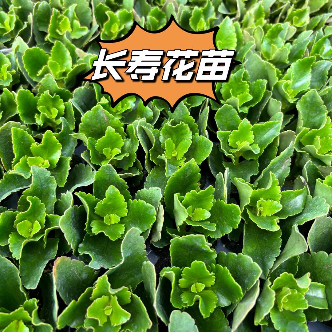 润绿农业（小苗）