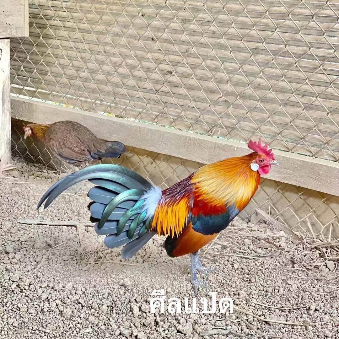 八戒，你又调皮了