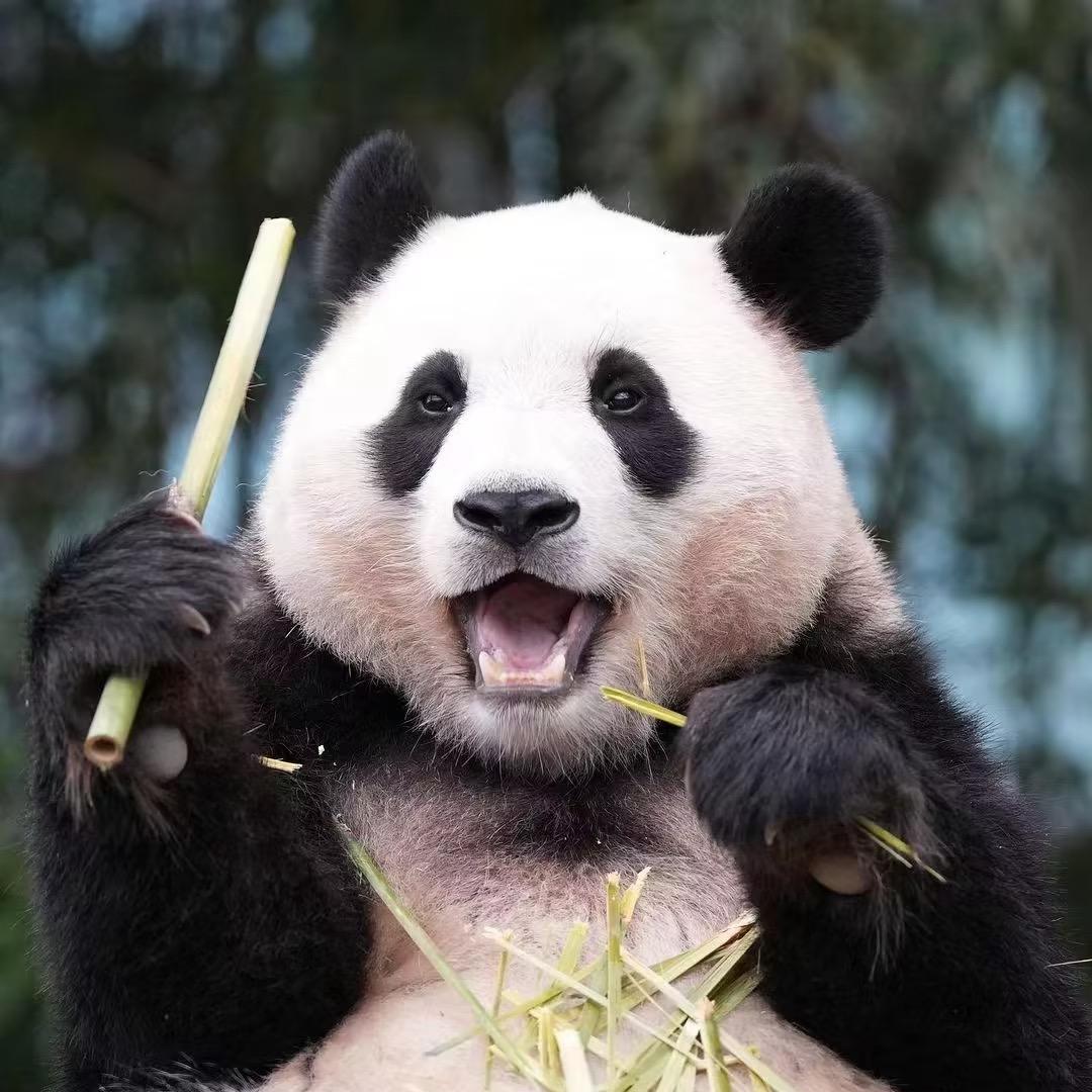 薇呀-