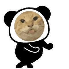 Zou大头