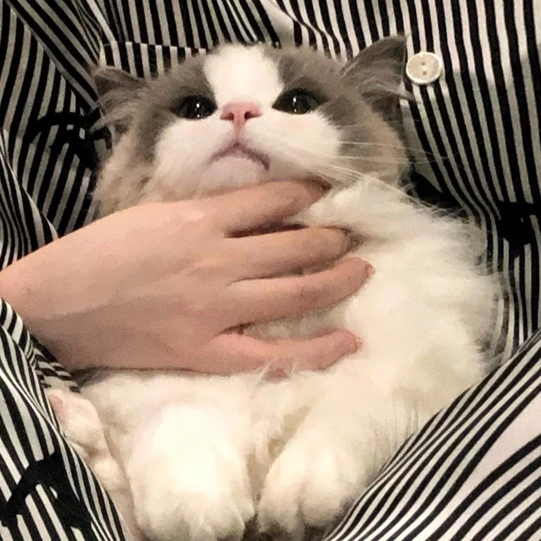 猪海