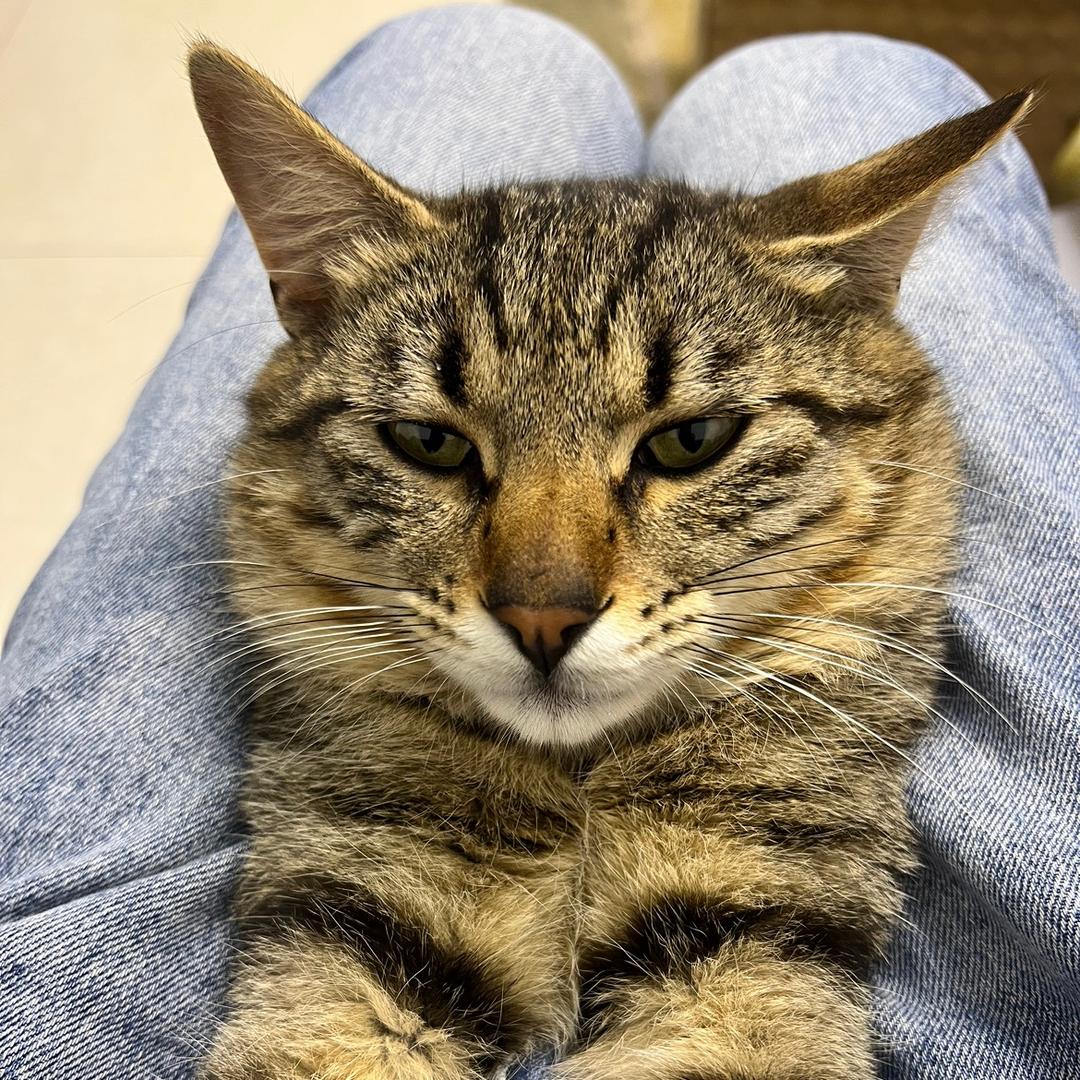 我的、猫哥……喂养流浪猫