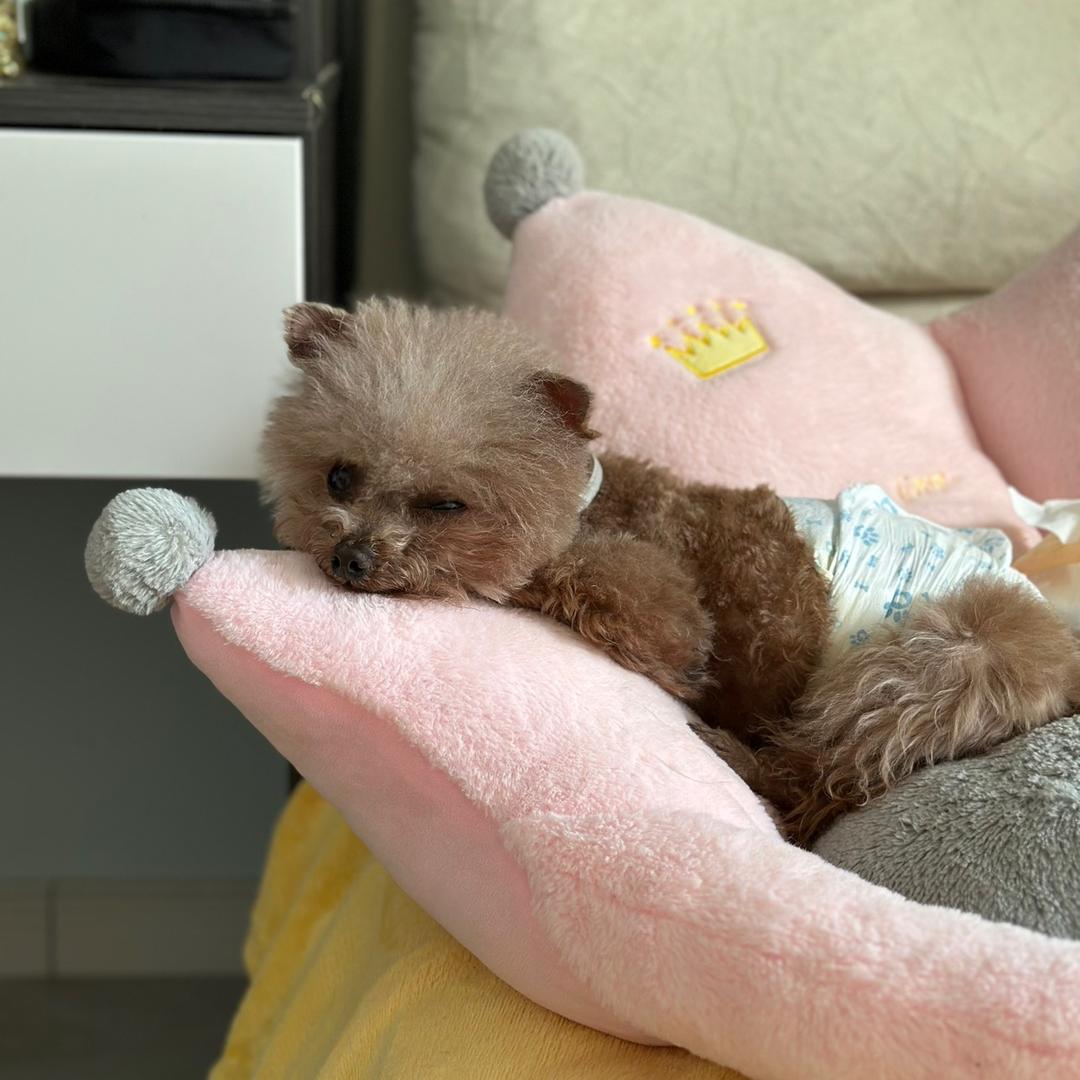 球总和他的狗娃子