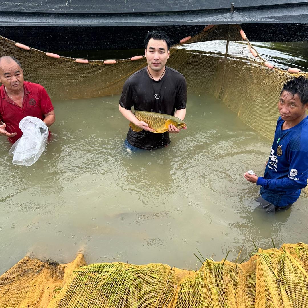 杭州御福龙～龙鱼甄选