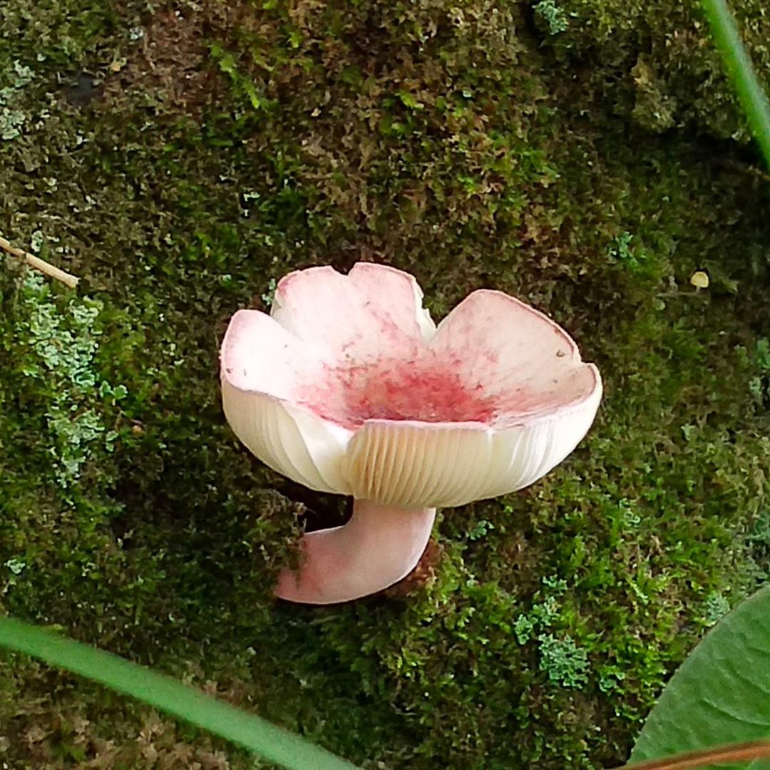 芝士蛋糕