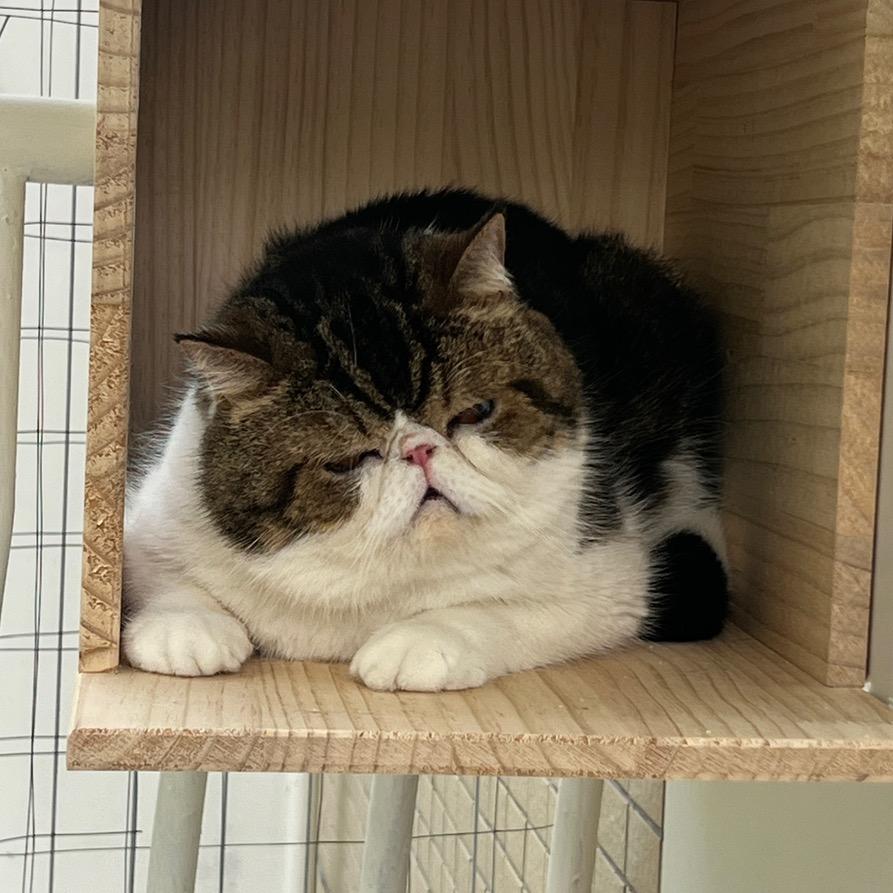 喵先生。
