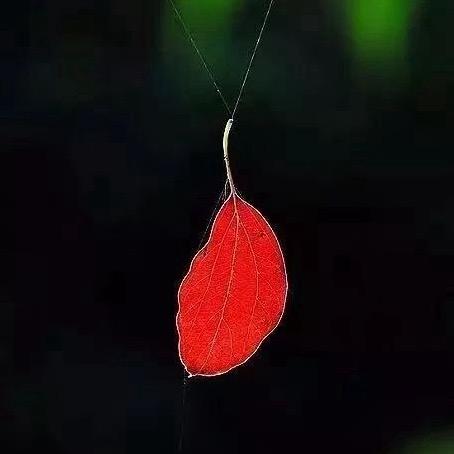 🍂ಢ᭄叾ω屾ල᭄🍂