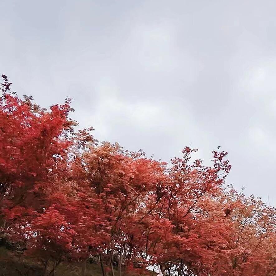 小五甄选