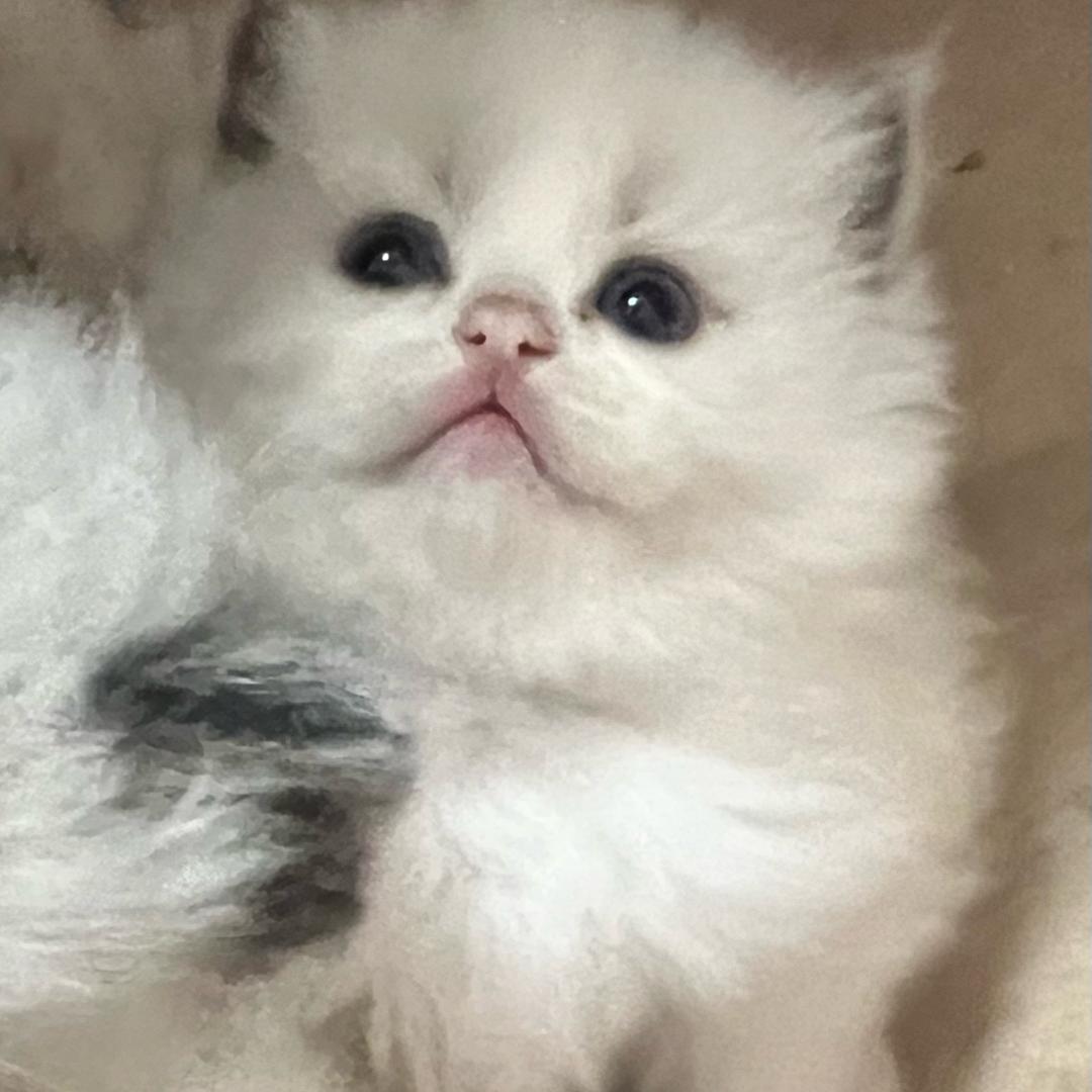 高姐家的猫