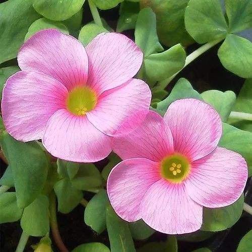 ᥫᩣིྀ💞᭄顺李成张ꦿᩚᭁ