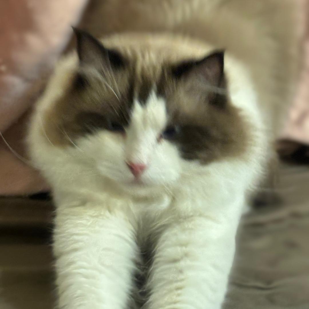 捏捏猫咪