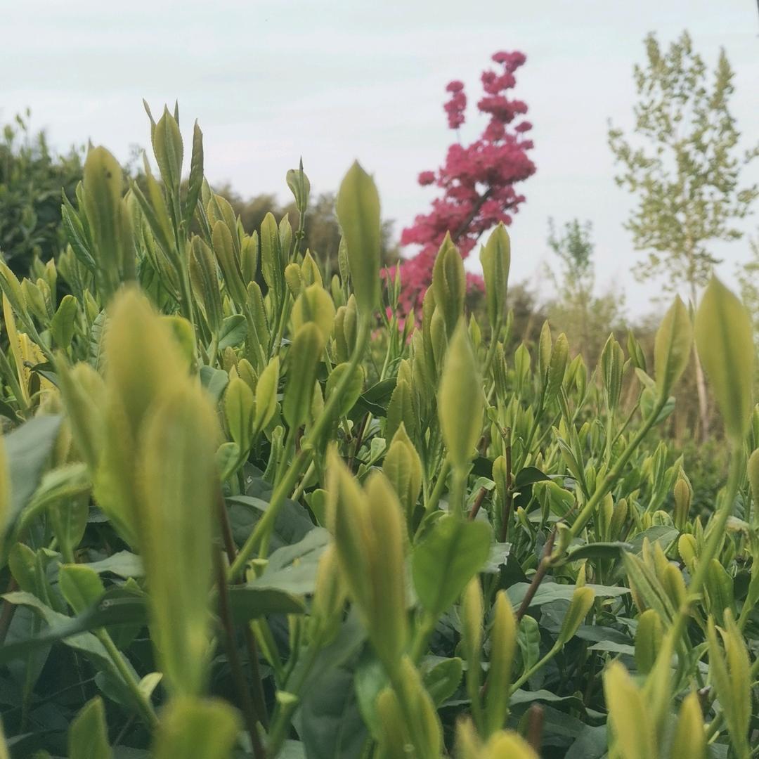 金石湾茶叶合作社