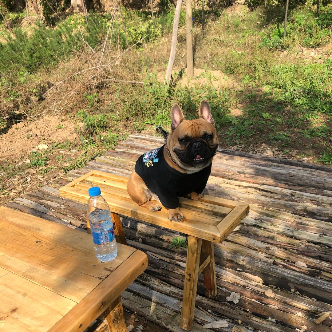 つ小黑包脸🐶ぁ