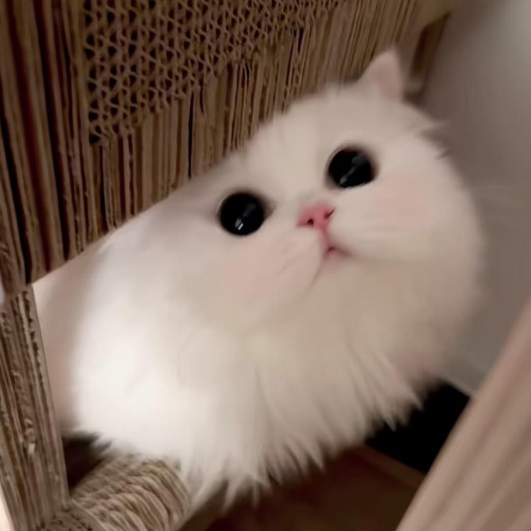 不蒋道理