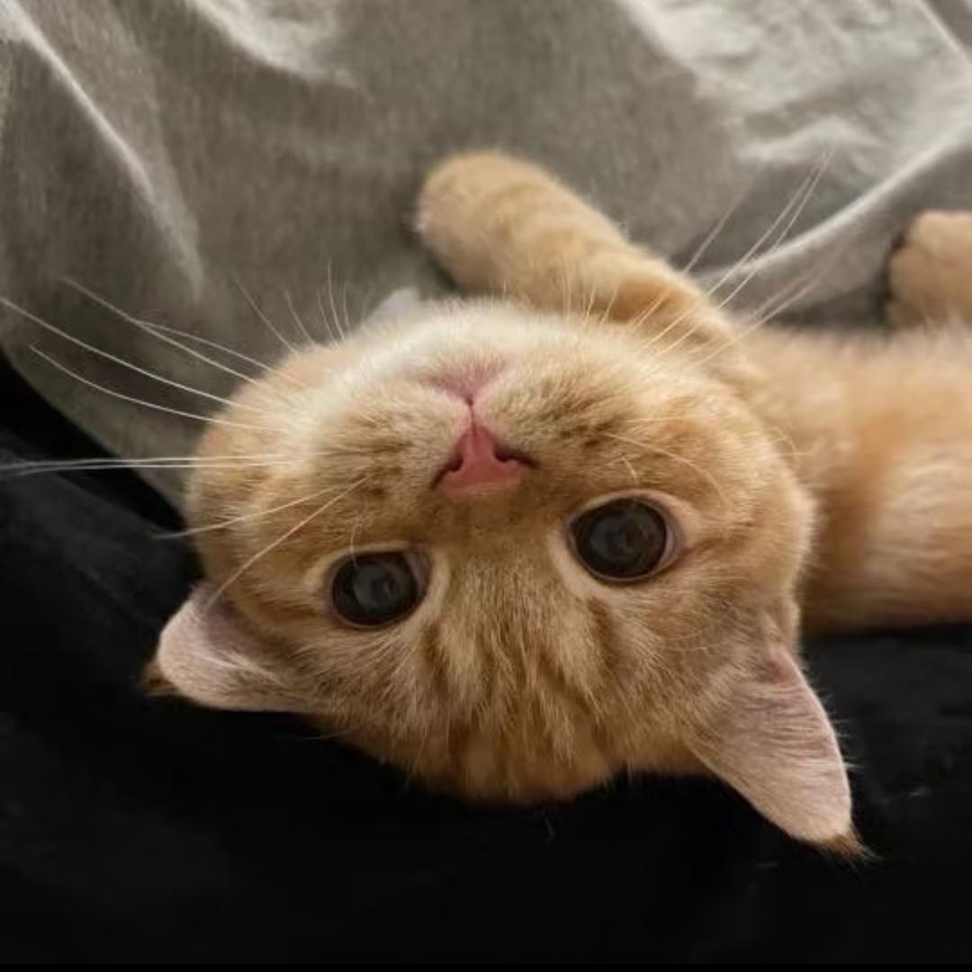 ㅤ  ㅤㅤㅤㅤㅤㅤㅤㅤㅤㅤ12st