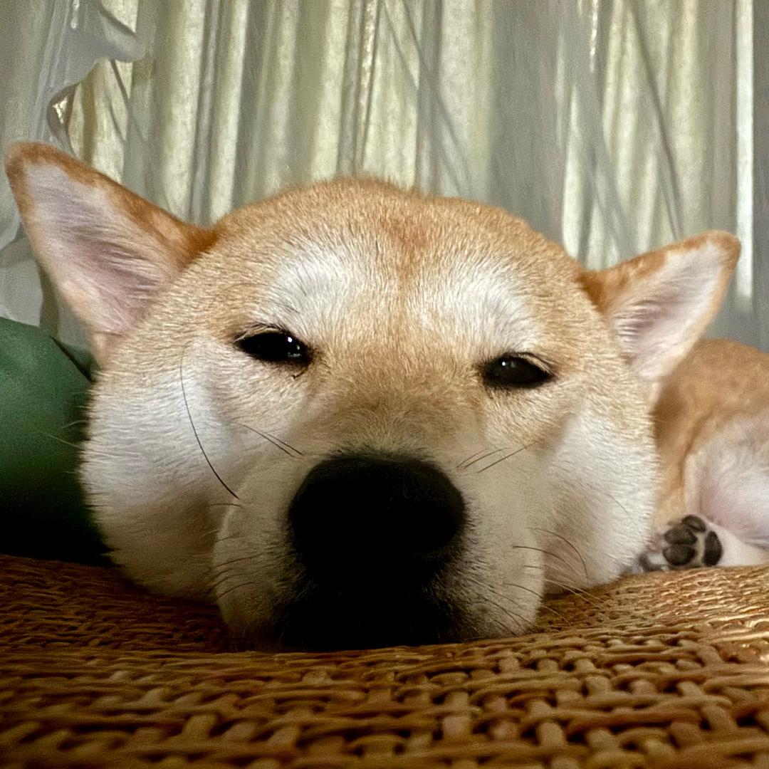 大宝是只废柴🐕