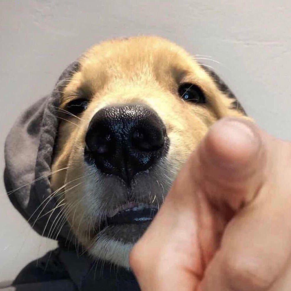 一米五五的绿巨人