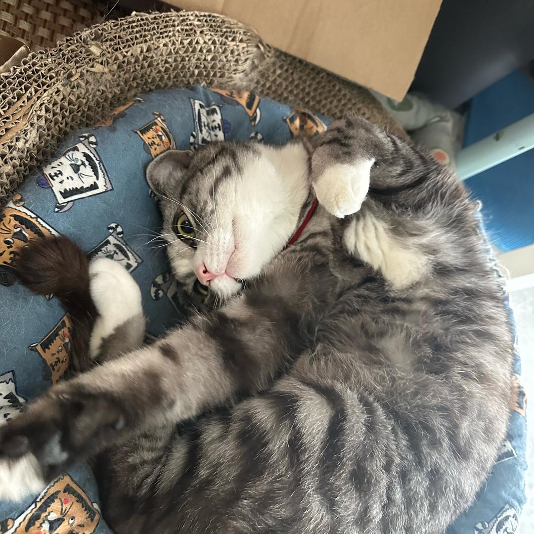 细狗2