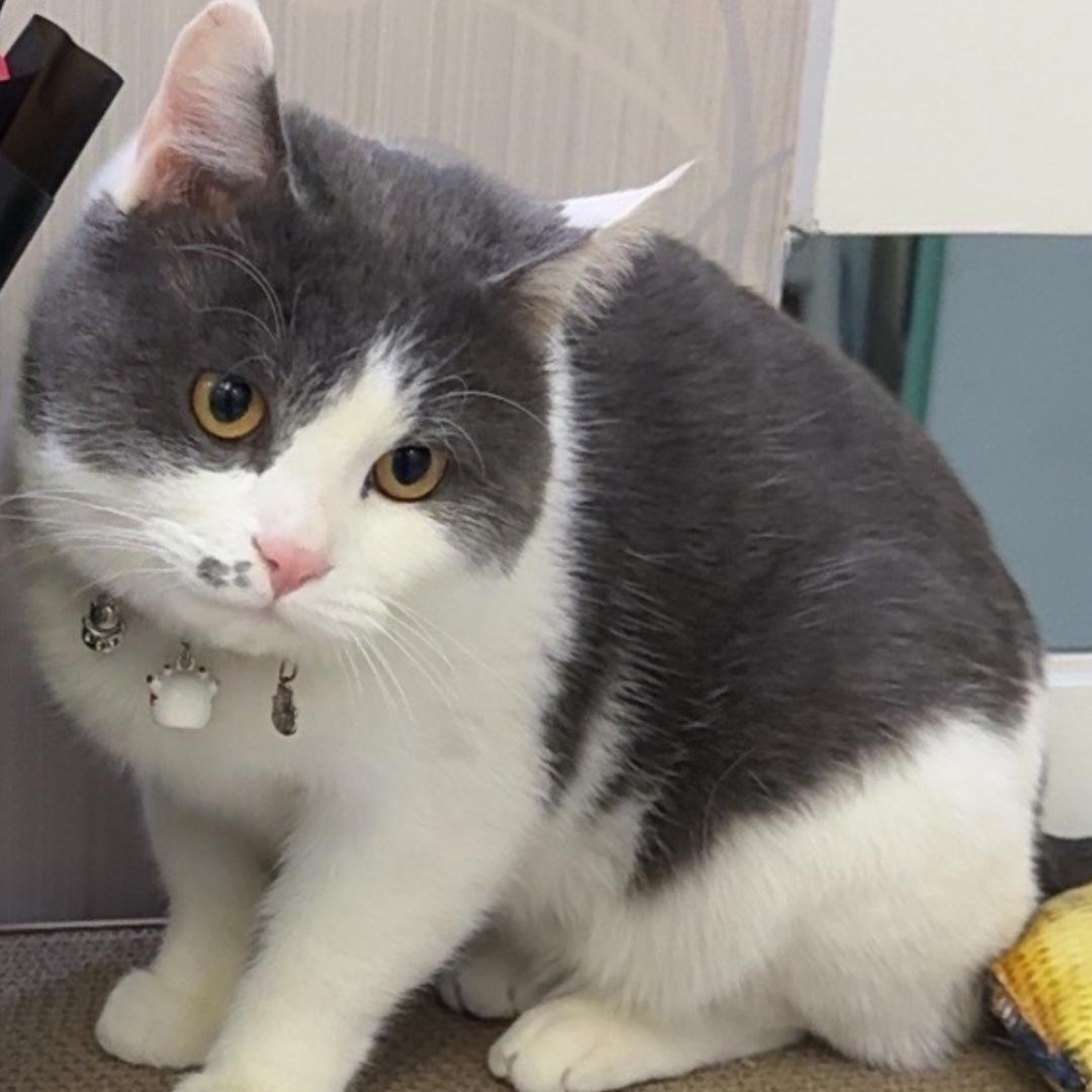 想想✨念念💫糖豆