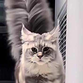 猫富比
