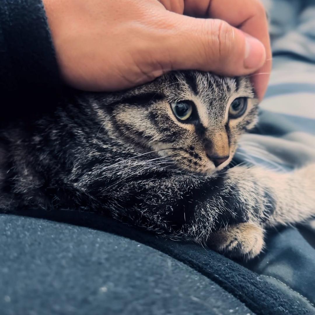 不会飞的任同学（撸🐈版--FPV）