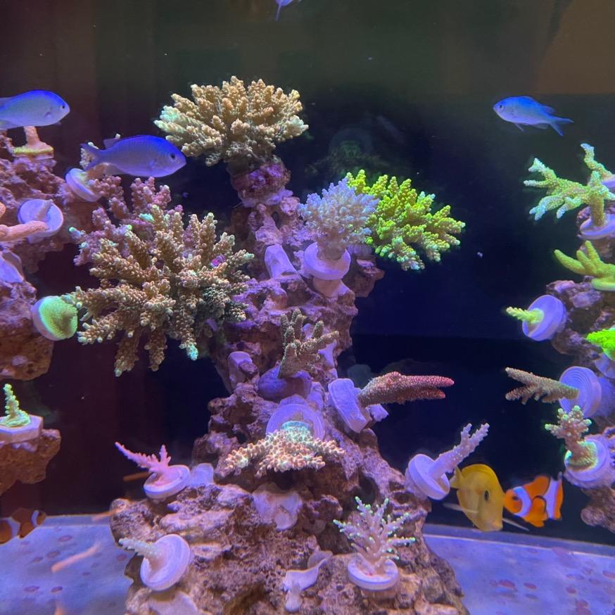Coral Bear珊瑚熊水族