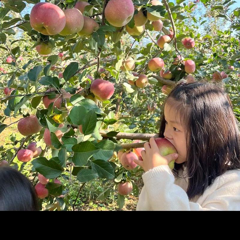 新农人小彭（专注白心板栗薯）