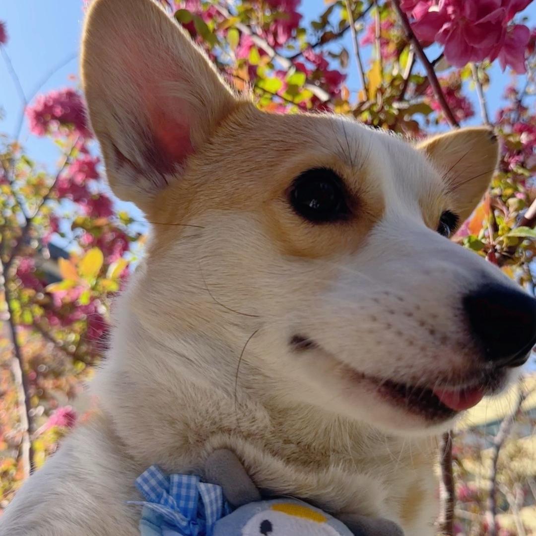 卷卷不卷卷啊🌸