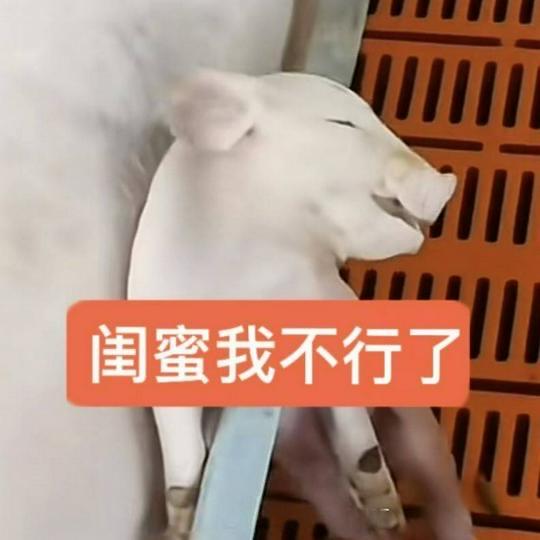 小香猪