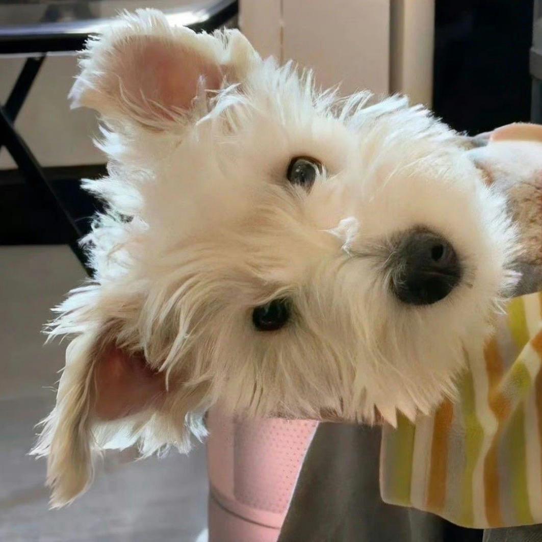茨峎橙🐶