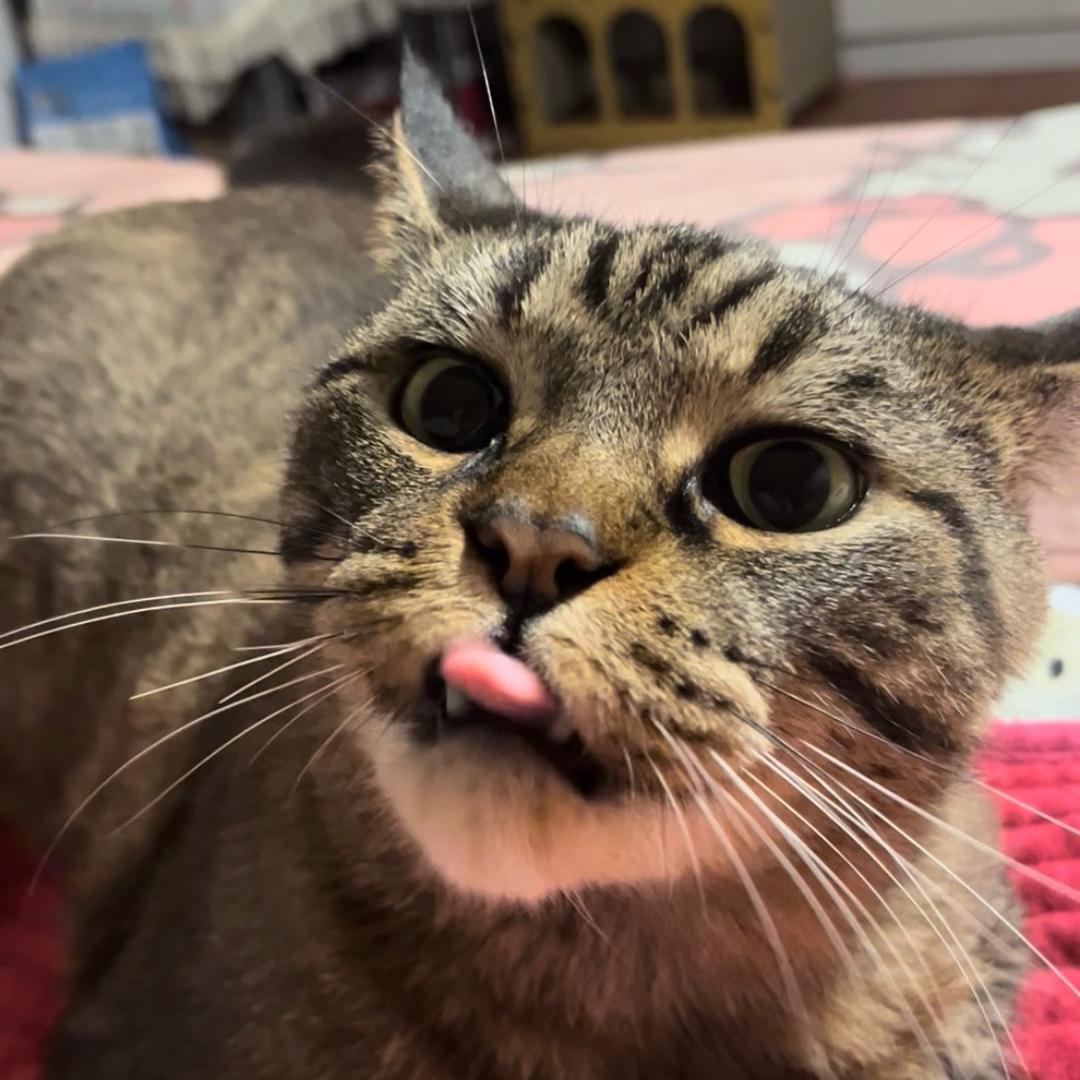 哈福福