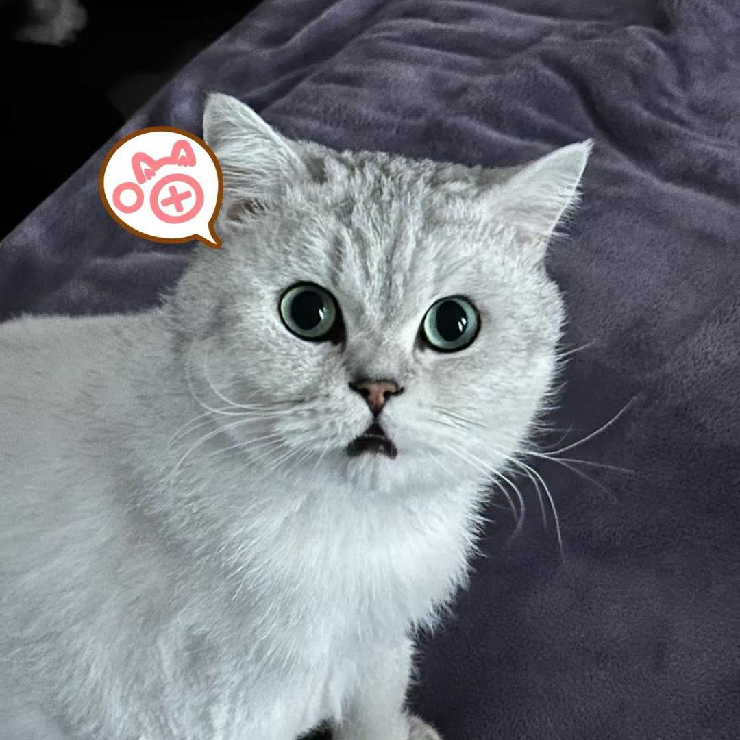 无敌小猫
