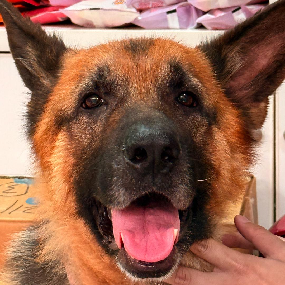 🦁不好捏的软柿子