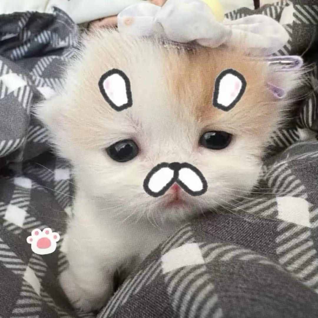 xzqqq