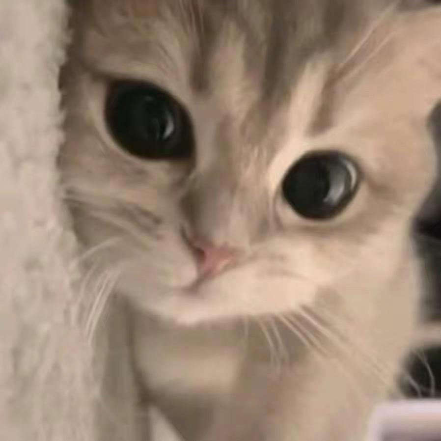 无敌小猪